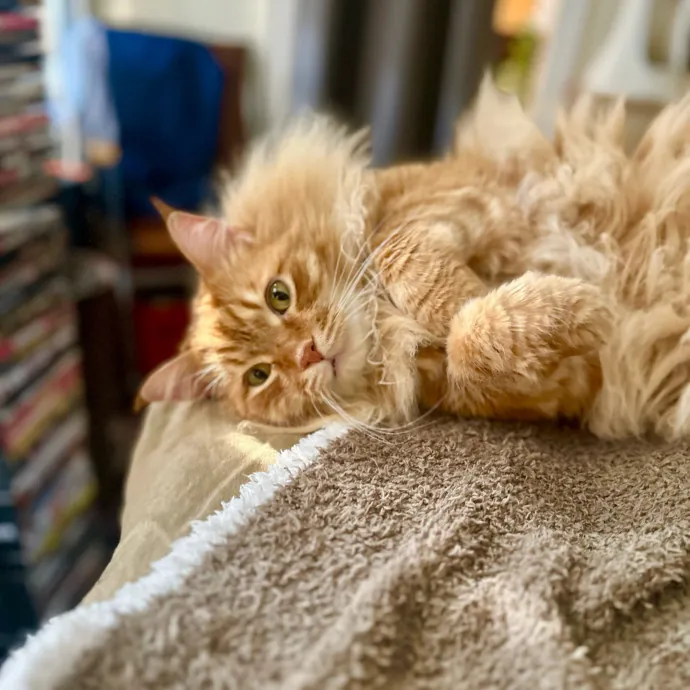 Kate And Tim's Cat Care