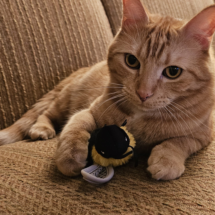 Golden Cat Care