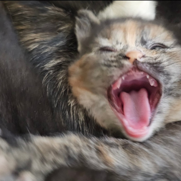 Golden Cat Care
