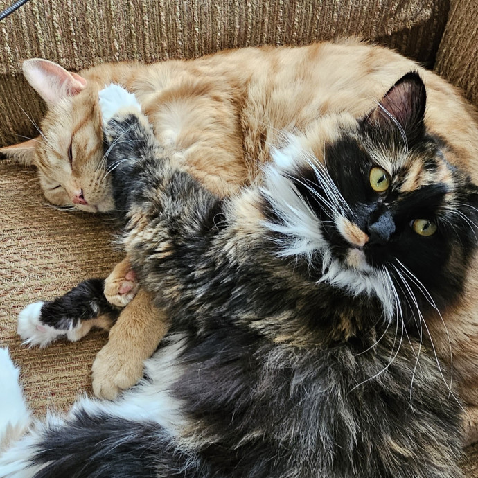 Golden Cat Care