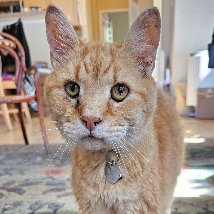 Golden Cat Care