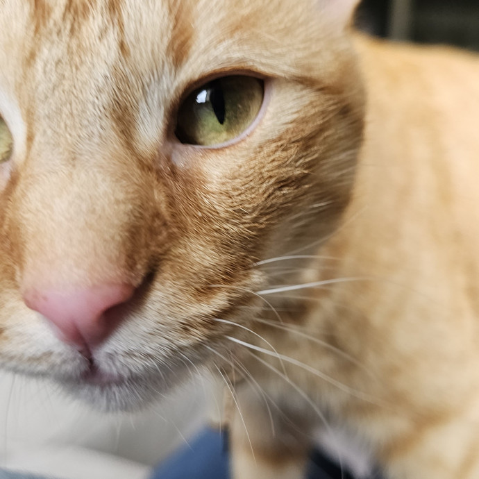 Golden Cat Care