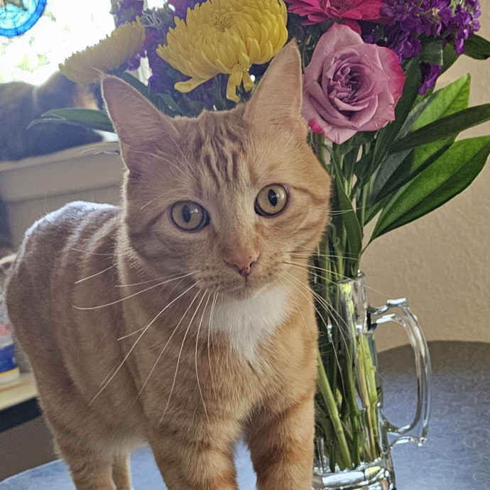 Golden Cat Care