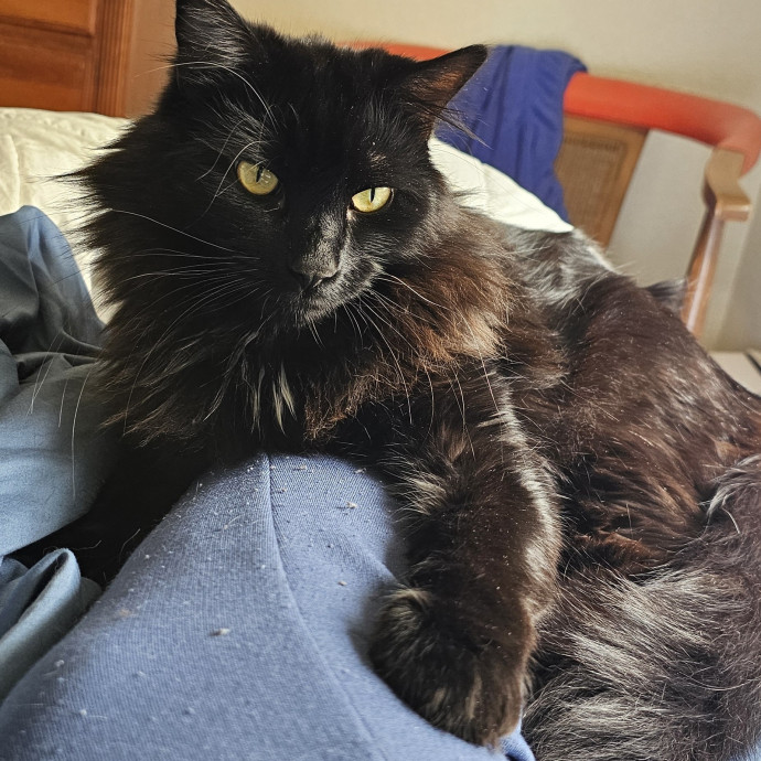 Golden Cat Care