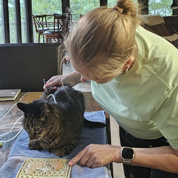 Golden Cat Care