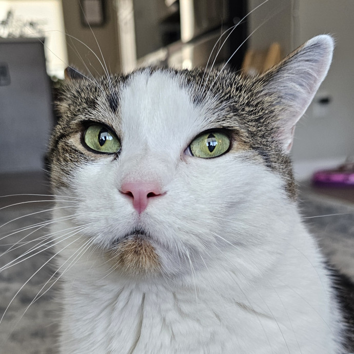 Golden Cat Care