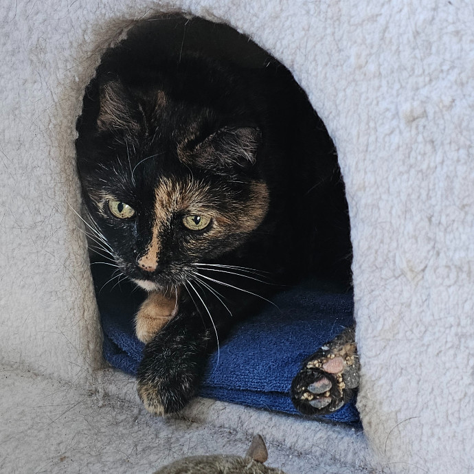 Golden Cat Care