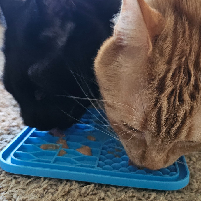 Golden Cat Care