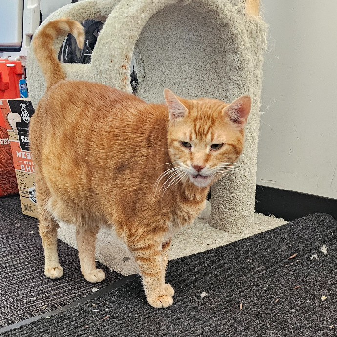 Golden Cat Care