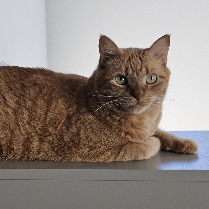 Golden Cat Care