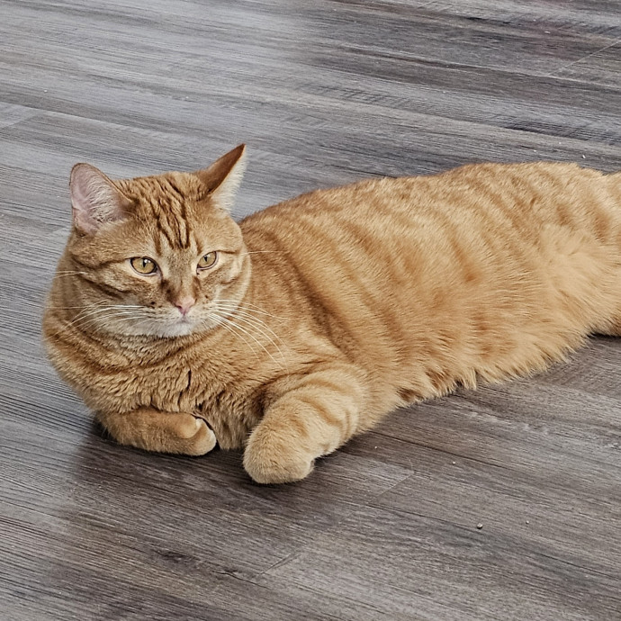 Golden Cat Care