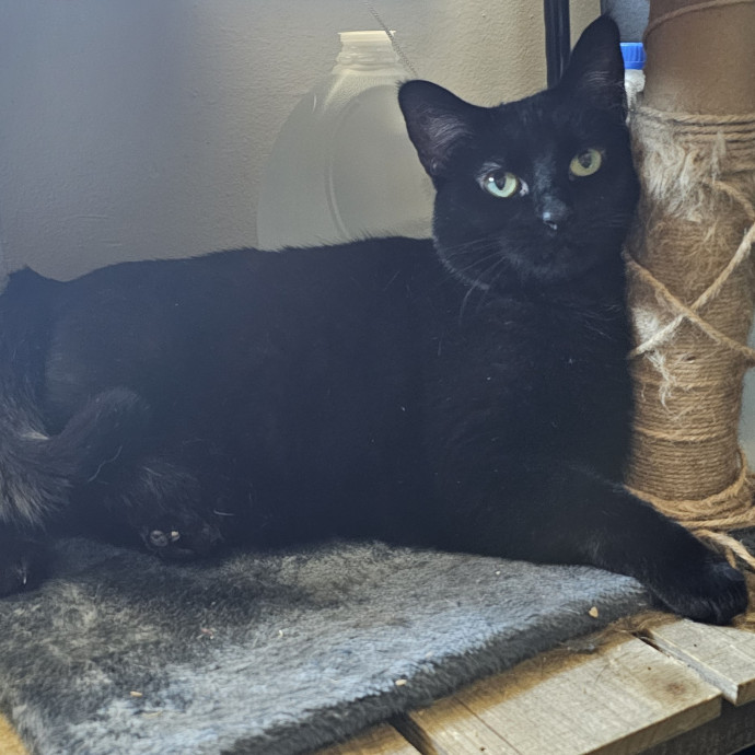 Golden Cat Care