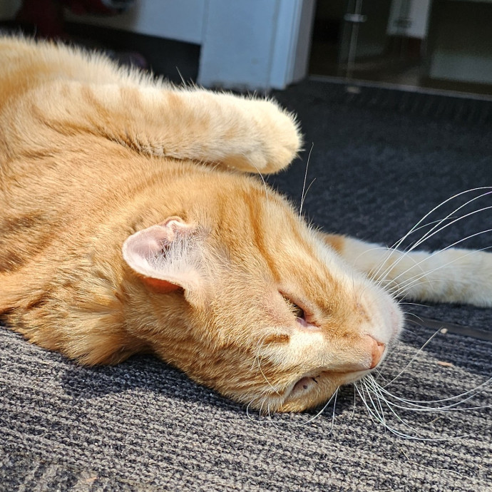 Golden Cat Care