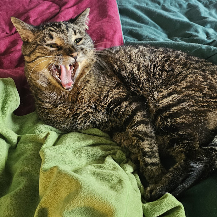 Golden Cat Care