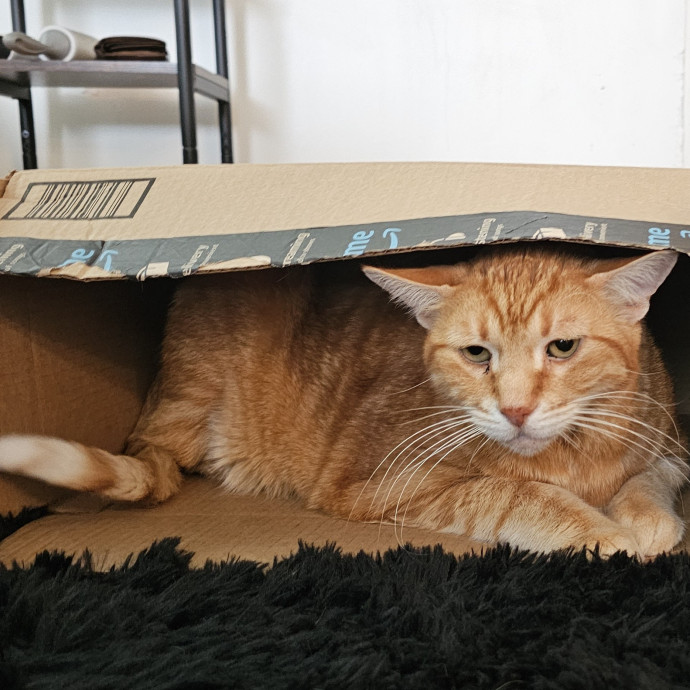 Golden Cat Care