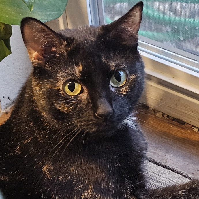 Golden Cat Care