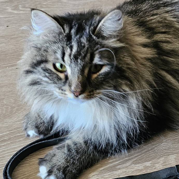 Golden Cat Care