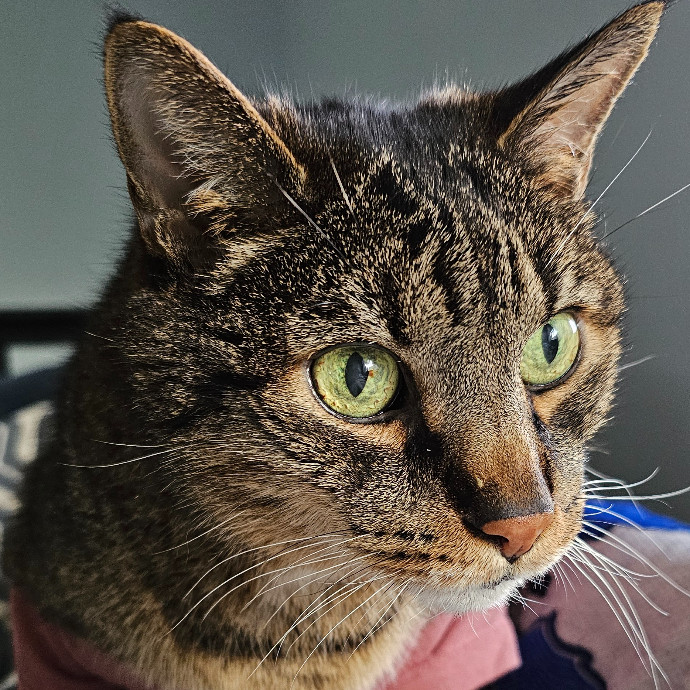 Golden Cat Care