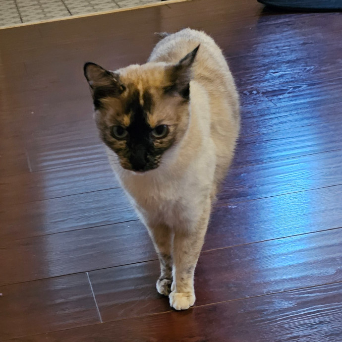 Golden Cat Care