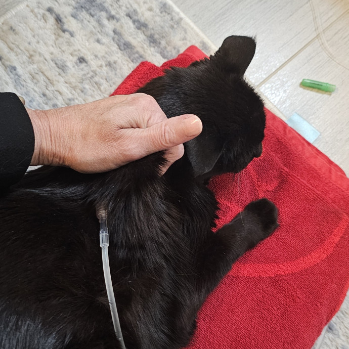 Golden Cat Care