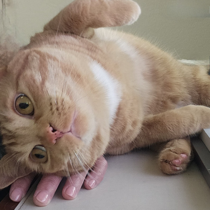 Golden Cat Care