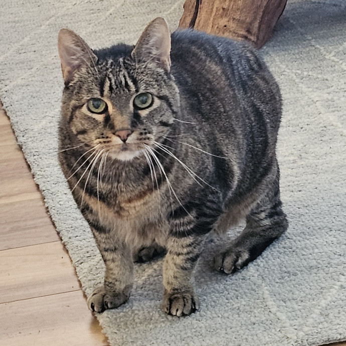 Golden Cat Care