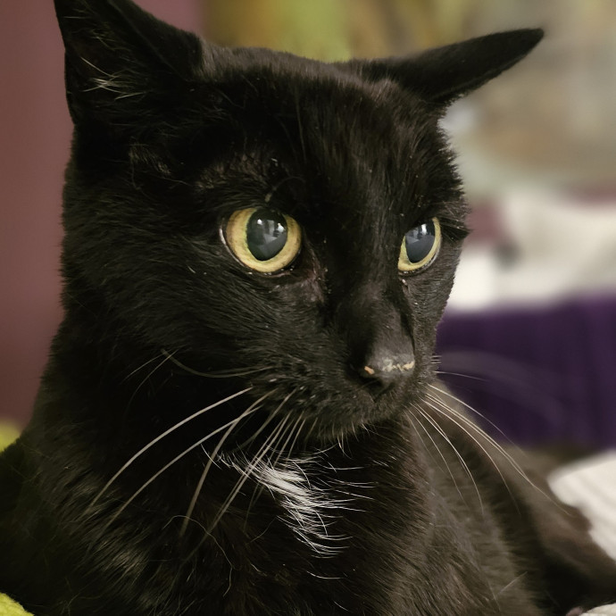 Golden Cat Care