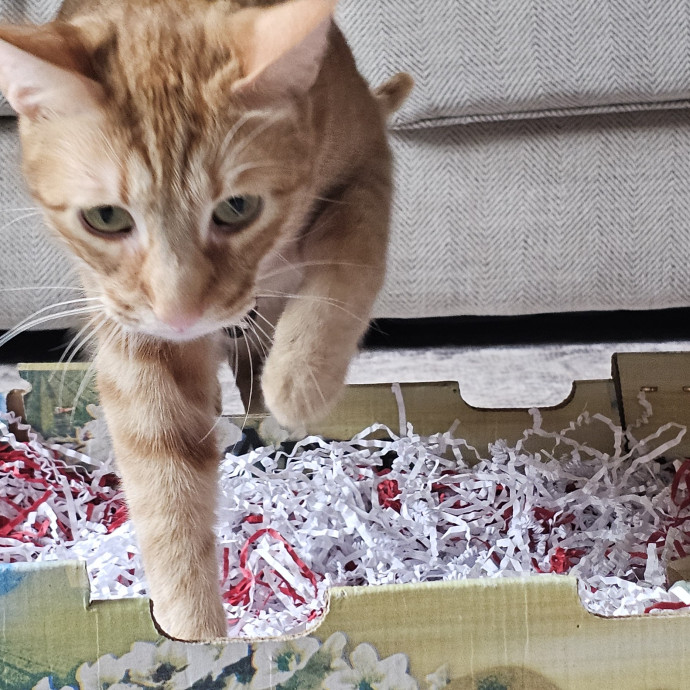 Golden Cat Care