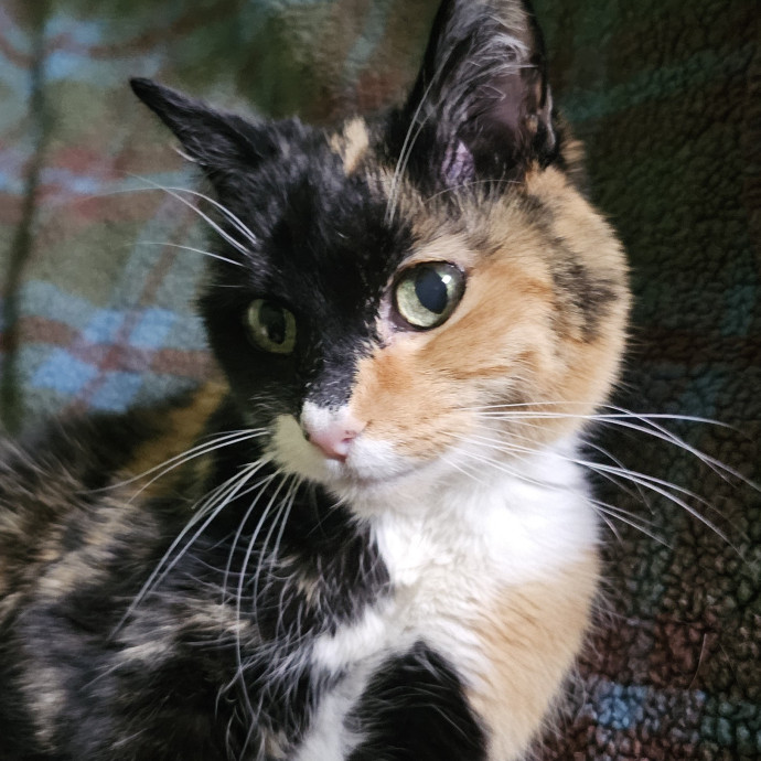 Golden Cat Care