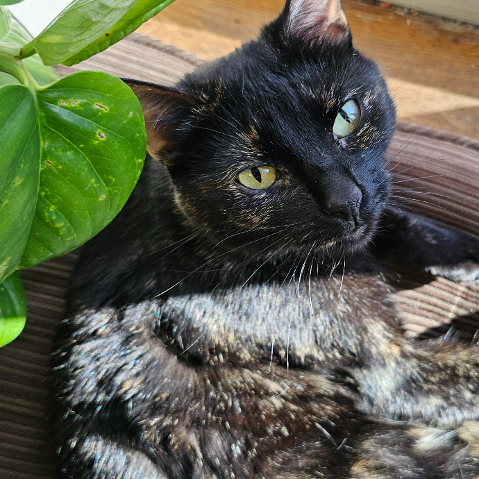 Golden Cat Care