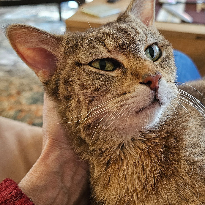 Golden Cat Care