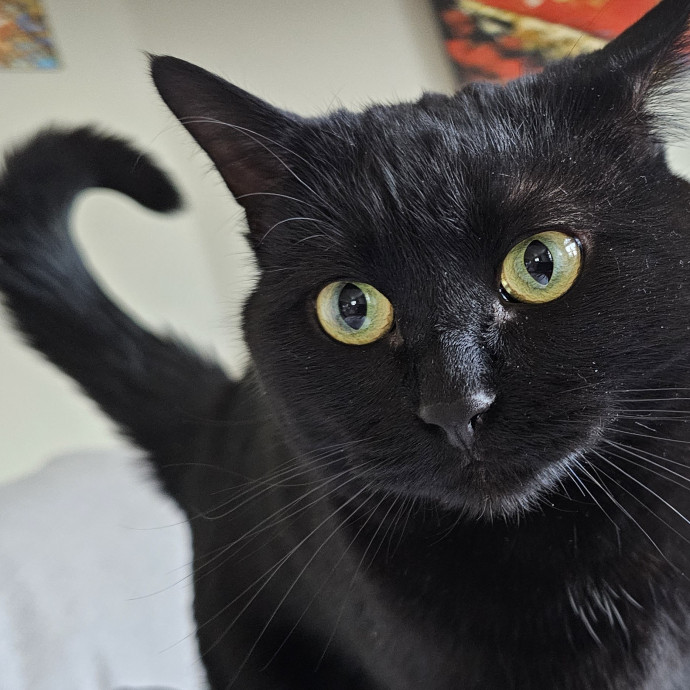 Golden Cat Care