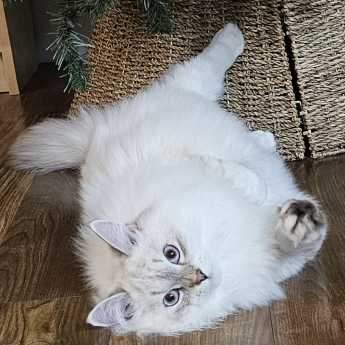 Golden Cat Care