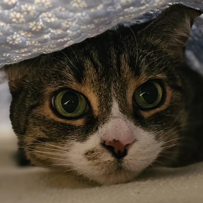 Golden Cat Care