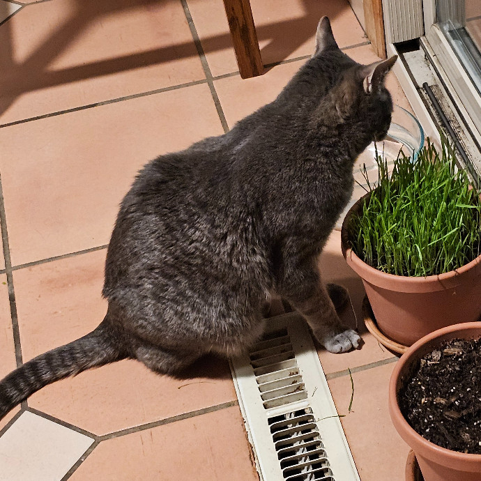 Golden Cat Care