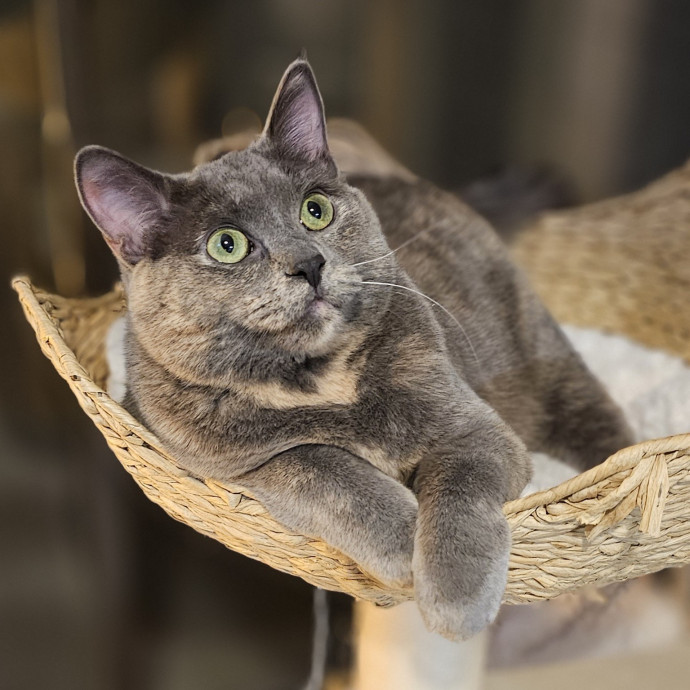 Golden Cat Care