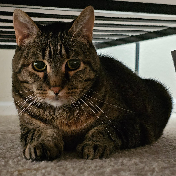 Golden Cat Care
