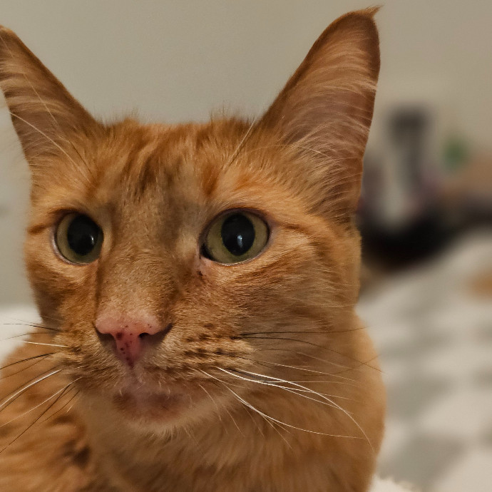 Golden Cat Care
