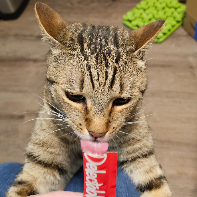 Golden Cat Care