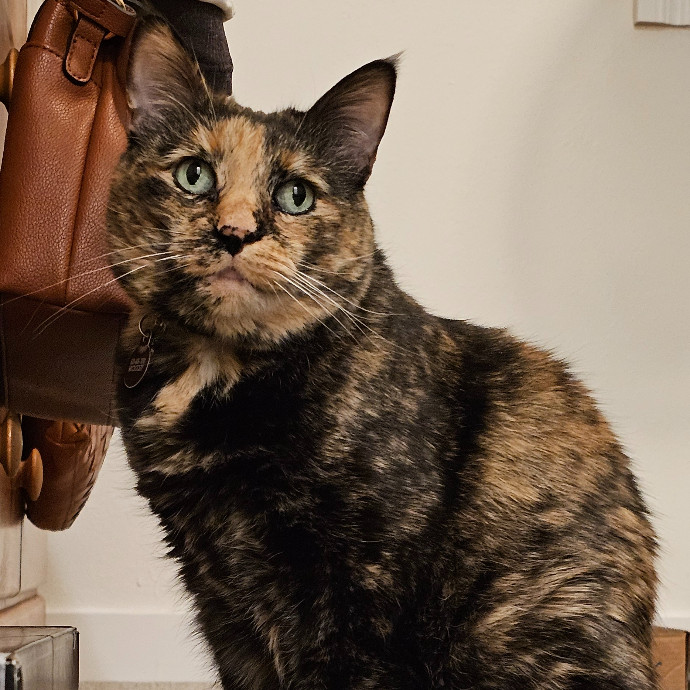 Golden Cat Care