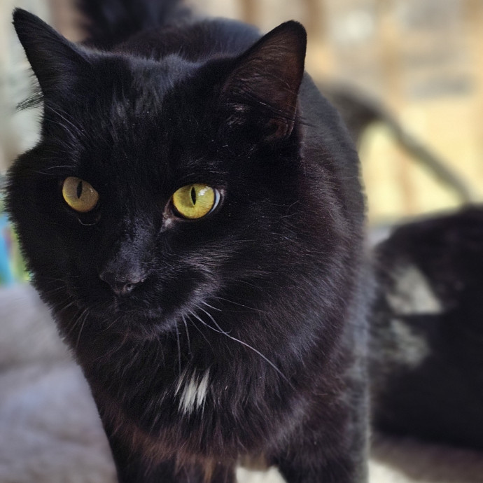 Golden Cat Care
