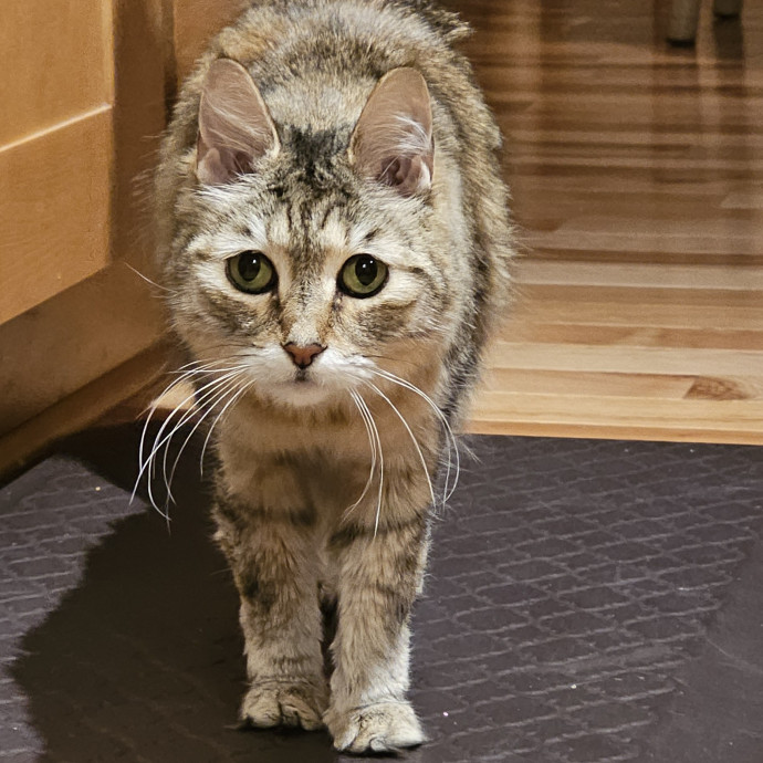Golden Cat Care