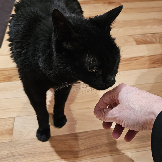 Golden Cat Care