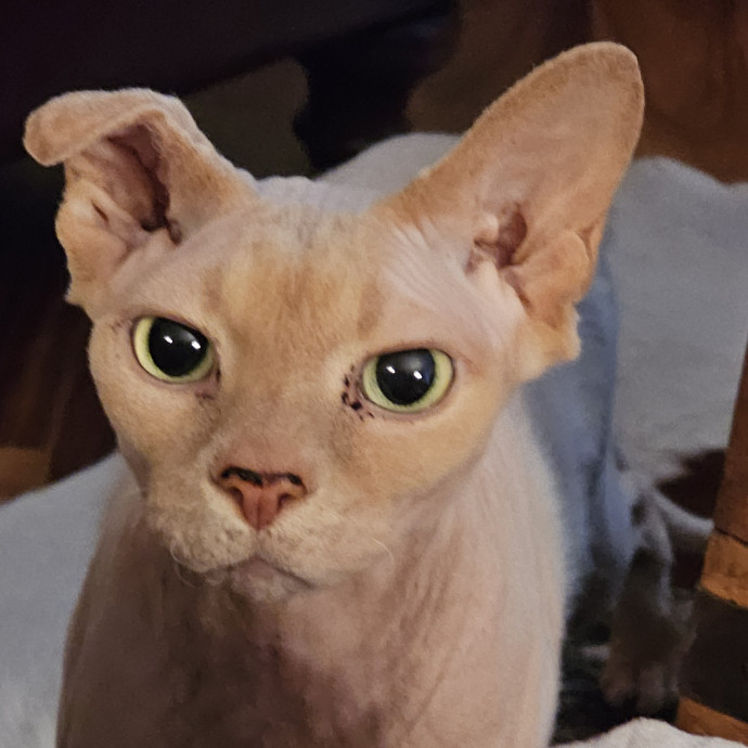 Golden Cat Care