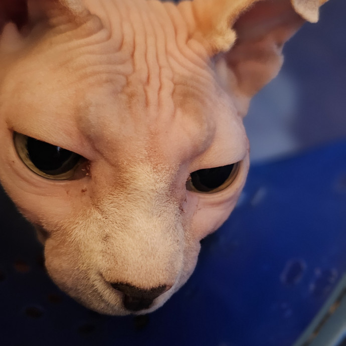 Golden Cat Care