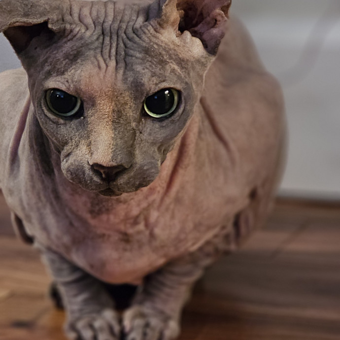 Golden Cat Care
