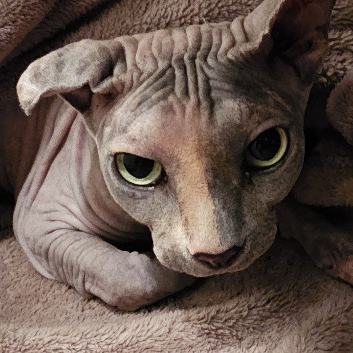 Golden Cat Care