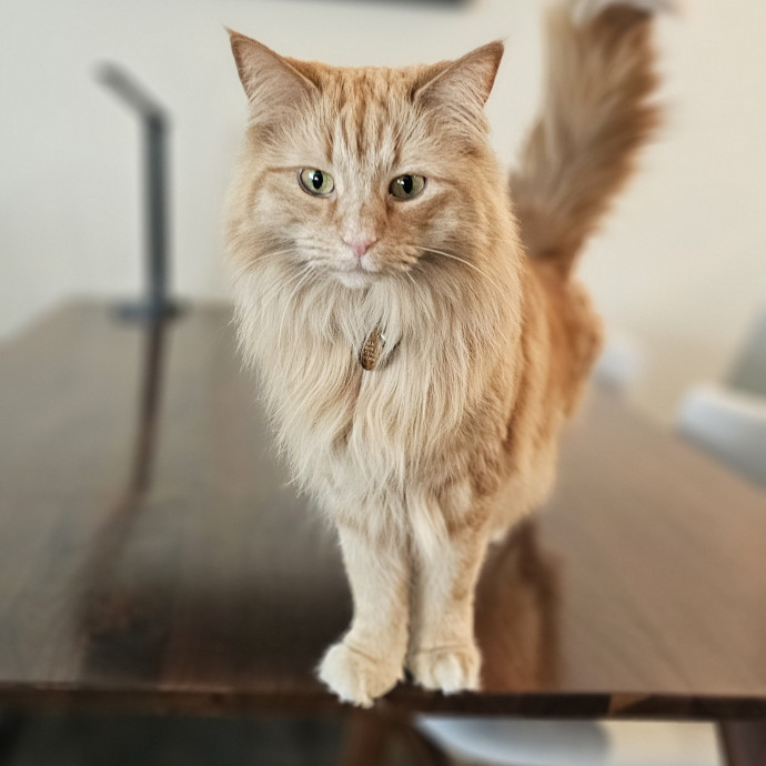 Golden Cat Care