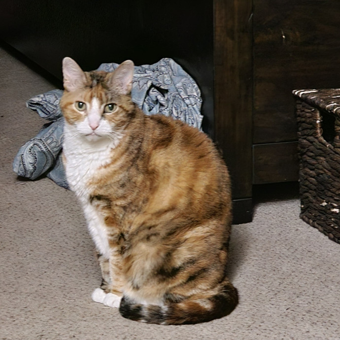 Golden Cat Care
