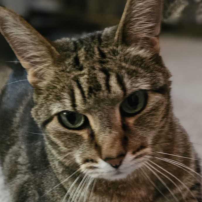Golden Cat Care